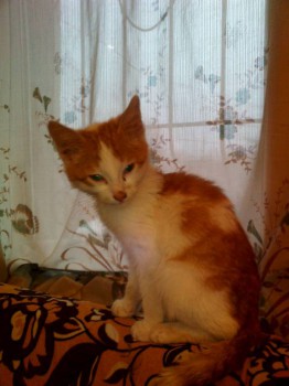 Кого из животных вы содержите? Фото приветствуется. - IMG_20151220_160405.jpg