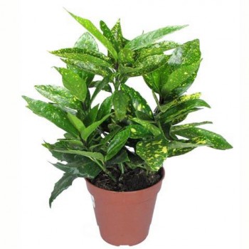 Мои комнатные растения. - fere_f.jpg