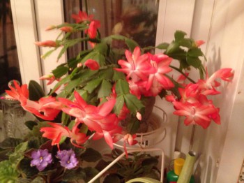 Мои комнатные растения. - image.jpg