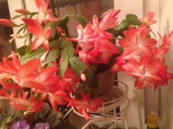 Мои комнатные растения. - image.jpg