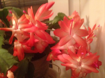 Мои комнатные растения. - image.jpg