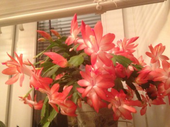 Мои комнатные растения. - image.jpg