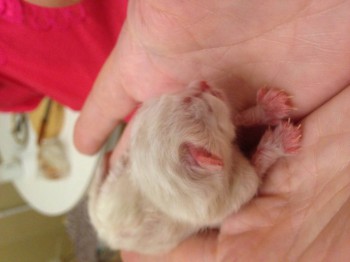 Кого из животных вы содержите? Фото приветствуется. - image.jpg