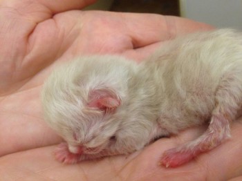 Кого из животных вы содержите? Фото приветствуется. - image.jpg