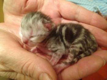 Кого из животных вы содержите? Фото приветствуется. - image.jpg