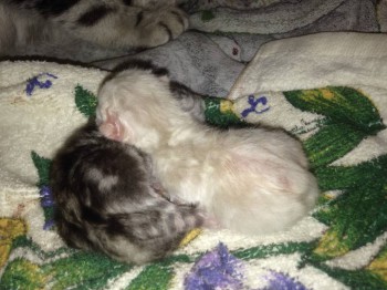 Кого из животных вы содержите? Фото приветствуется. - image.jpg