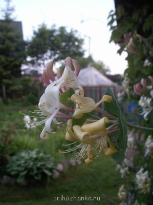 Декоративные садовые растения. - PICT0035.JPG