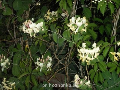 Декоративные садовые растения. - PICT0031.JPG