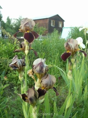 Декоративные садовые растения. - PICT0036.JPG