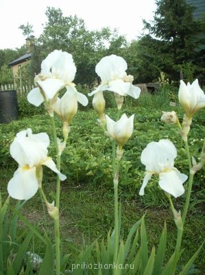 Декоративные садовые растения. - PICT0038.JPG