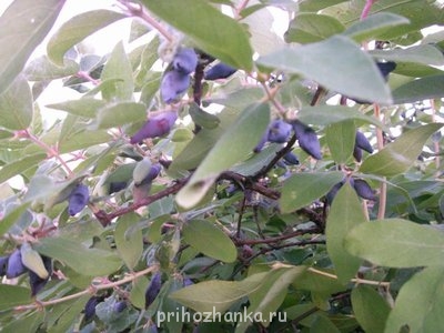 Декоративные садовые растения. - PICT0040.JPG