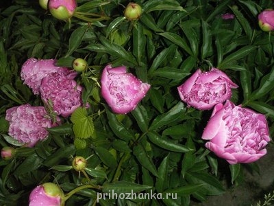 Декоративные садовые растения. - PICT0049.JPG