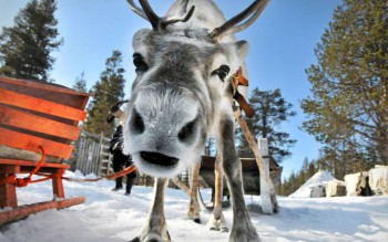 Аватарки. Наши интернет-лица-2 - funny-reindeer-face-stealing-the-scene-winter-snow-land-bokeh-1680x1050.jpg