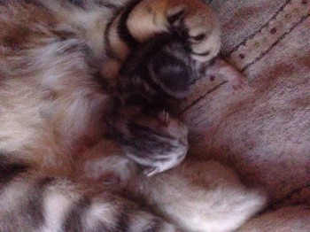 Кого из животных вы содержите? Фото приветствуется. - image.jpg