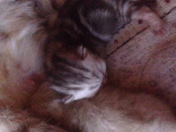 Кого из животных вы содержите? Фото приветствуется. - image.jpg