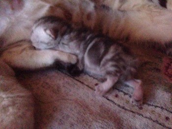 Кого из животных вы содержите? Фото приветствуется. - image.jpg