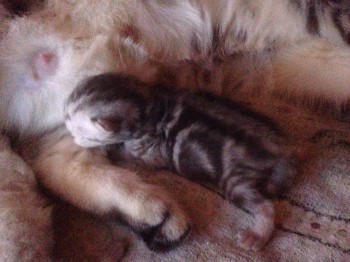 Кого из животных вы содержите? Фото приветствуется. - image.jpg