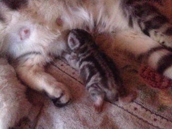 Кого из животных вы содержите? Фото приветствуется. - image.jpg