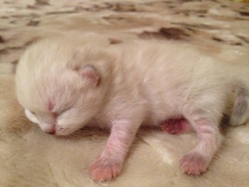 Кого из животных вы содержите? Фото приветствуется. - image.jpg