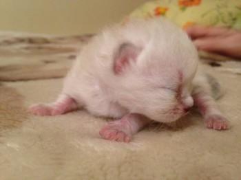 Кого из животных вы содержите? Фото приветствуется. - image.jpg