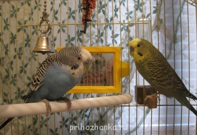 Кого из животных вы содержите? Фото приветствуется. - IMG_1720.JPG