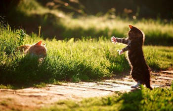 А у вас сейчас какое настроение? - a5f3b1f07e99f914e8a7b3c65df0e865.jpg