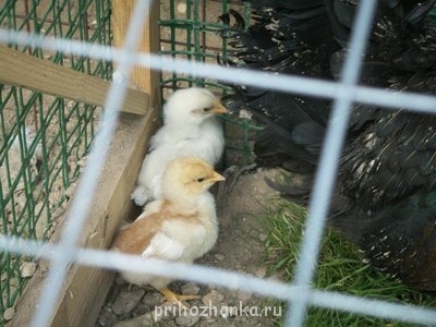 Кого из животных вы содержите? Фото приветствуется. - PICT0063.JPG