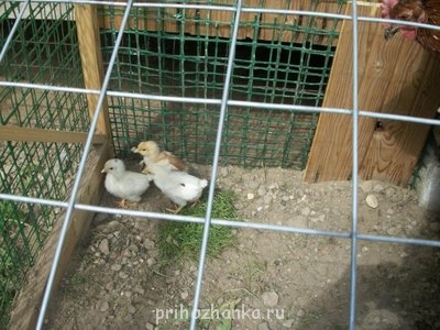 цыплятам неделя.