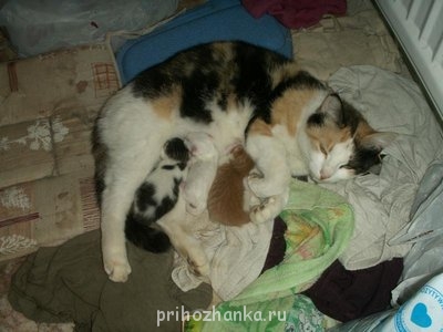 котятам 2 дня