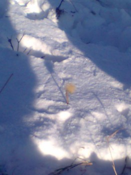 Зимняя сказка - Фото0189.jpg