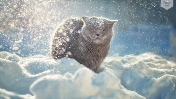 А у вас сейчас какое настроение? - Yandex-Images-2016-01-04.jpg