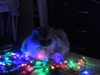 Главное украшение квартиры-кот!)