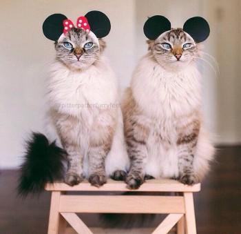 Клуб фелинологов-любителей  - SDU9u_08Cmw.jpg