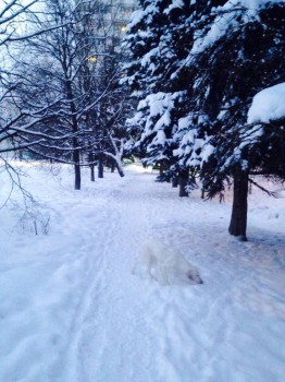 Зимняя сказка - image.jpg