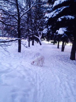 Зимняя сказка - image.jpg