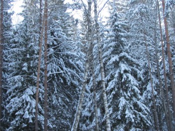 Зимняя сказка - 027.JPG