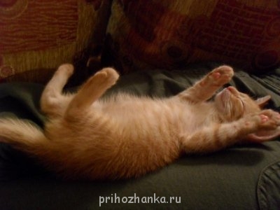 Кого из животных вы содержите? Фото приветствуется. - SDC11087.JPG