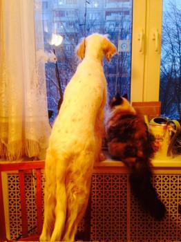 Снегу навалило! Гулять не идем.