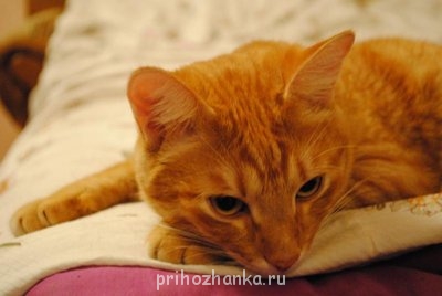 Кого из животных вы содержите? Фото приветствуется. - DSC_0064.JPG