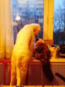 Гулять пойдешь?