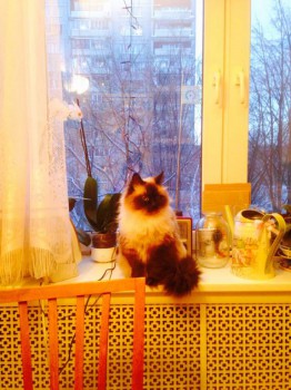 Эй, собака! Ходь сюды!