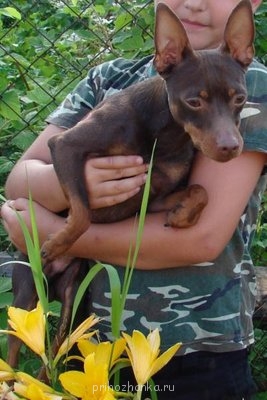 Кого из животных вы содержите? Фото приветствуется. - Изображение 064.jpg