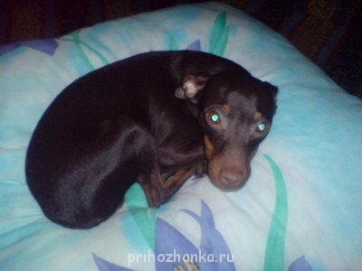 Кого из животных вы содержите? Фото приветствуется. - DSC00271.JPG