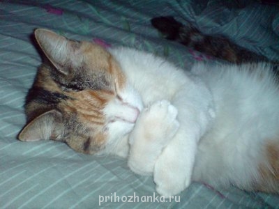 Кого из животных вы содержите? Фото приветствуется. - DSC00276.JPG