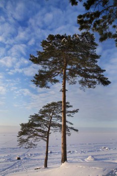 Зимняя сказка - IMG_9349.jpg