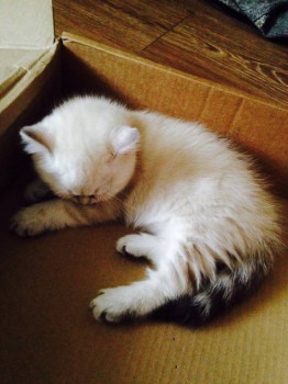 Спящая красавица) надо назвать на букву А...