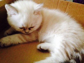 Кого из животных вы содержите? Фото приветствуется. - image.jpg