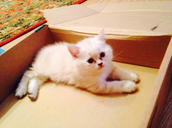 Кого из животных вы содержите? Фото приветствуется. - image.jpg