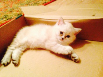 Кого из животных вы содержите? Фото приветствуется. - image.jpg