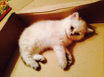 Кого из животных вы содержите? Фото приветствуется. - image.jpg